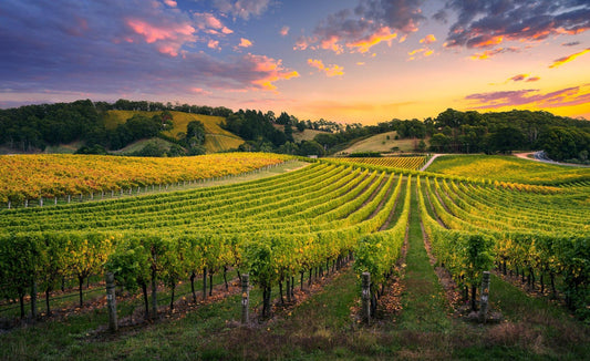 Descubre-la-Frescura-Única-de-los-Vinos-Verdes-Una-Explosión-de-Sabor-y-Vitalidad TotalVinum