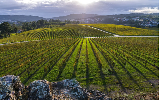 Descubre la Frescura Única de los Vinos Verdes: Una Explosión de Sabor y Vitalidad